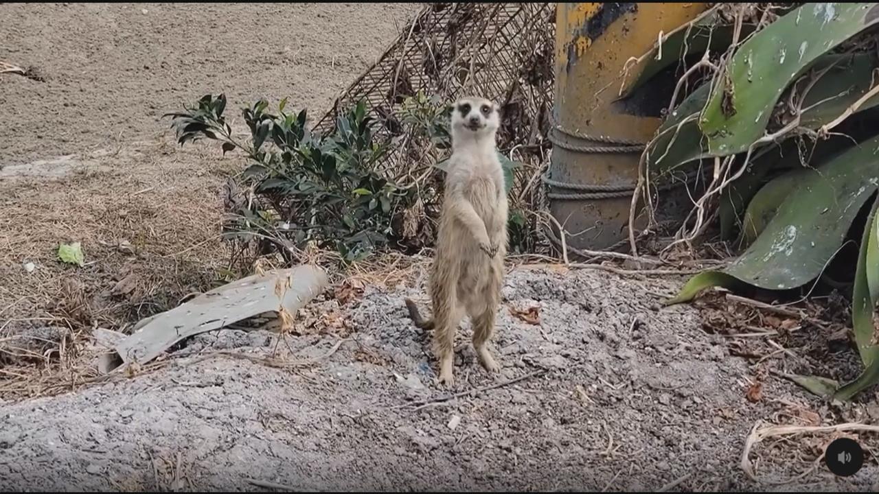 「狐獴家族」落單？　嘉義中正大學附近驚見狐獴