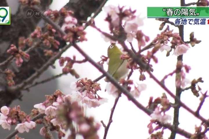 日本脫離低氣壓壟罩 粉嫩櫻花提早盛開