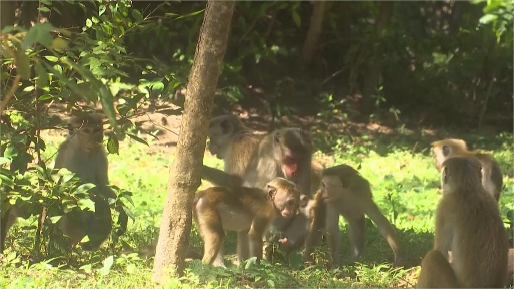 斯里蘭卡展開野生動物普查　聚焦影響生態、環境物種