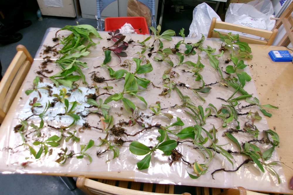 屢次走私豬籠草活植株　男子植物防疫檢疫法起訴求重刑