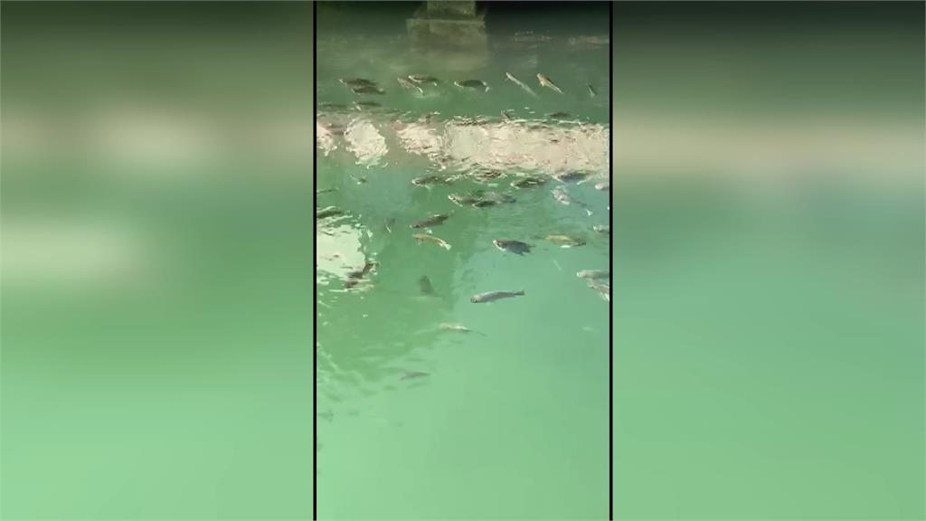 日月潭百隻台灣鯛「浮水探頭」　專家闢謠大地震前兆