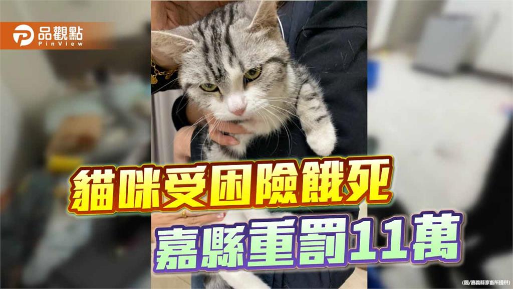 房客失聯棄養貓險餓死 嘉縣開罰11萬並列認養黑名單