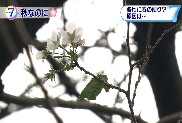 東京秋天竟見「春櫻」開？專家：颱風、鹽害所致