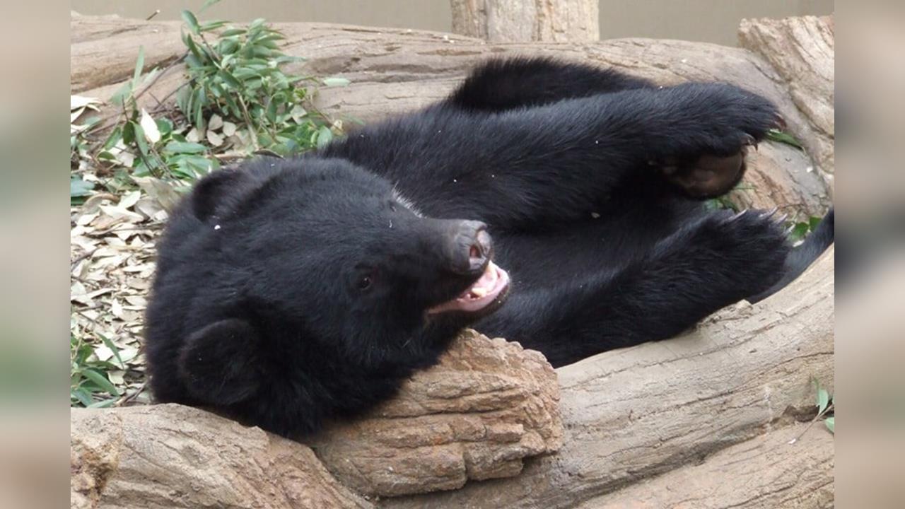 日本熊出沒頻傳！　秋田2熊爬樹和警對峙10小時