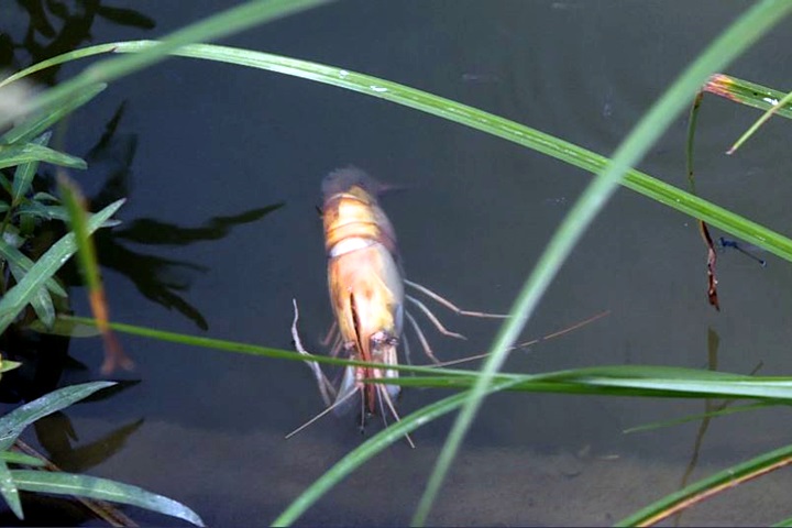 全台大停電！ 養殖魚蝦缺氧暴斃多