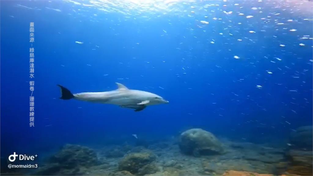 綠島公館海域驚艷 潛水客巧遇瓶鼻海豚共游