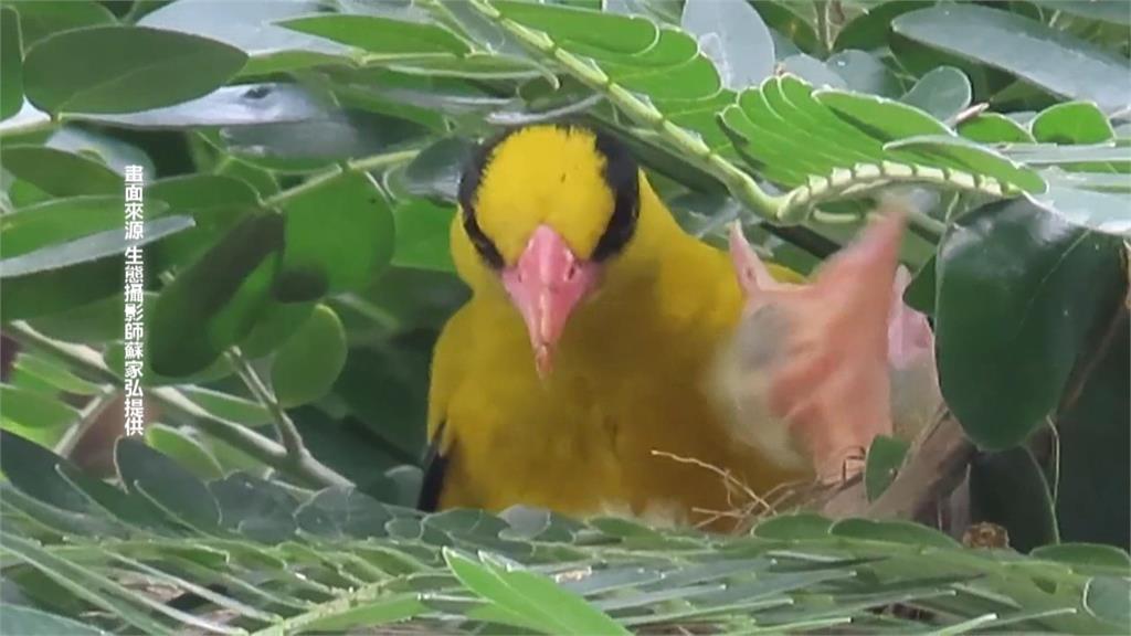 珍貴畫面！二級保育鳥類黃鸝育雛　嘉義鳥友驚喜記錄