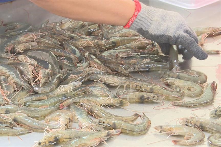 快新聞／食安危機！新北1業者進口中國白蝦「洗產地、洗製造日期」　海削6.2億元