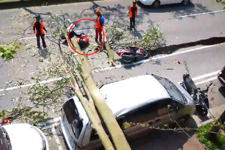 工人鋸路樹 樹倒壓傷路人跟自己的車