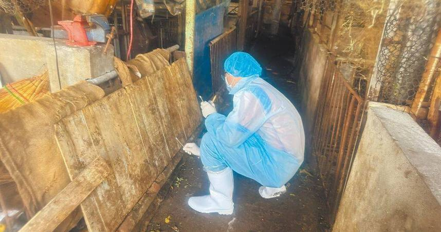 紀姓特約獸醫心寒「不知情下違法」 宣布與畜牧場「情義已盡」:明年起不再簽約