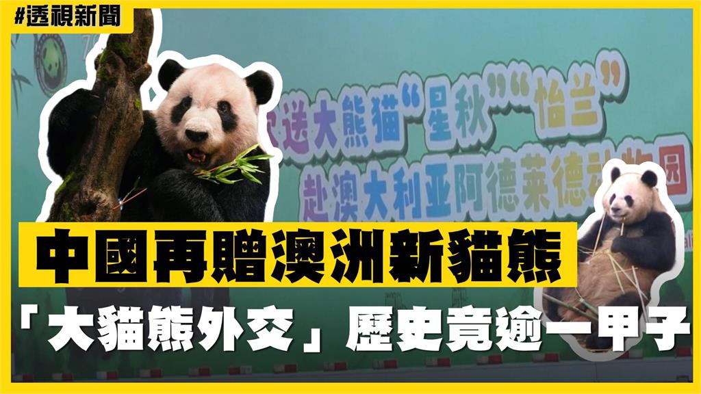 透視新聞／中國再贈澳洲新貓熊　「大貓熊外交」歷史竟逾一甲子