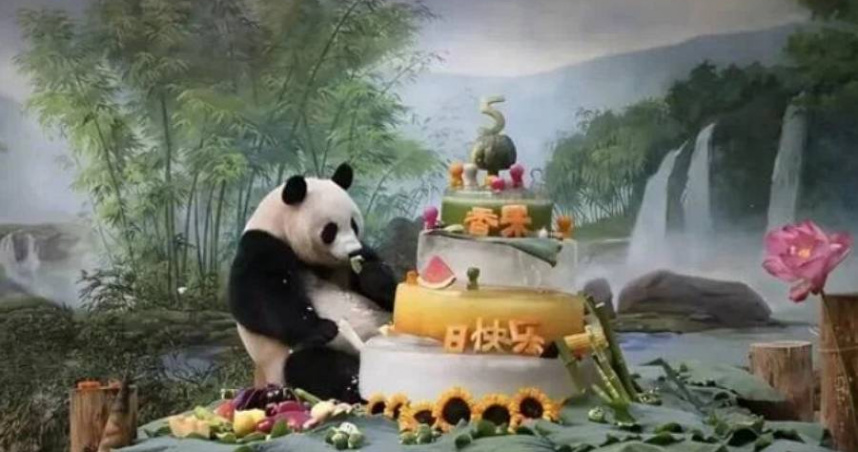 杭州2天痛失2大熊貓「急性腹症奪命」 當局火速下令閉館調查