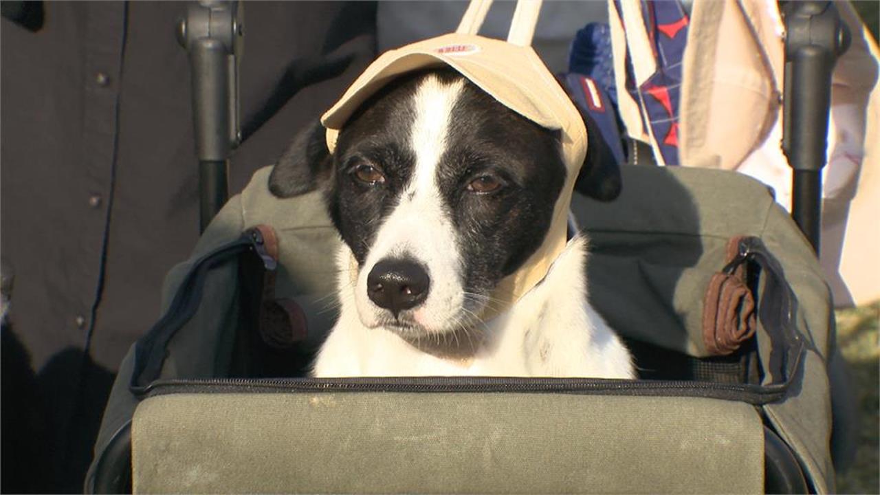 高雄20歲小媽媽超離譜！為領養狗「放9月女嬰在家7小時」竟全身傷猝死