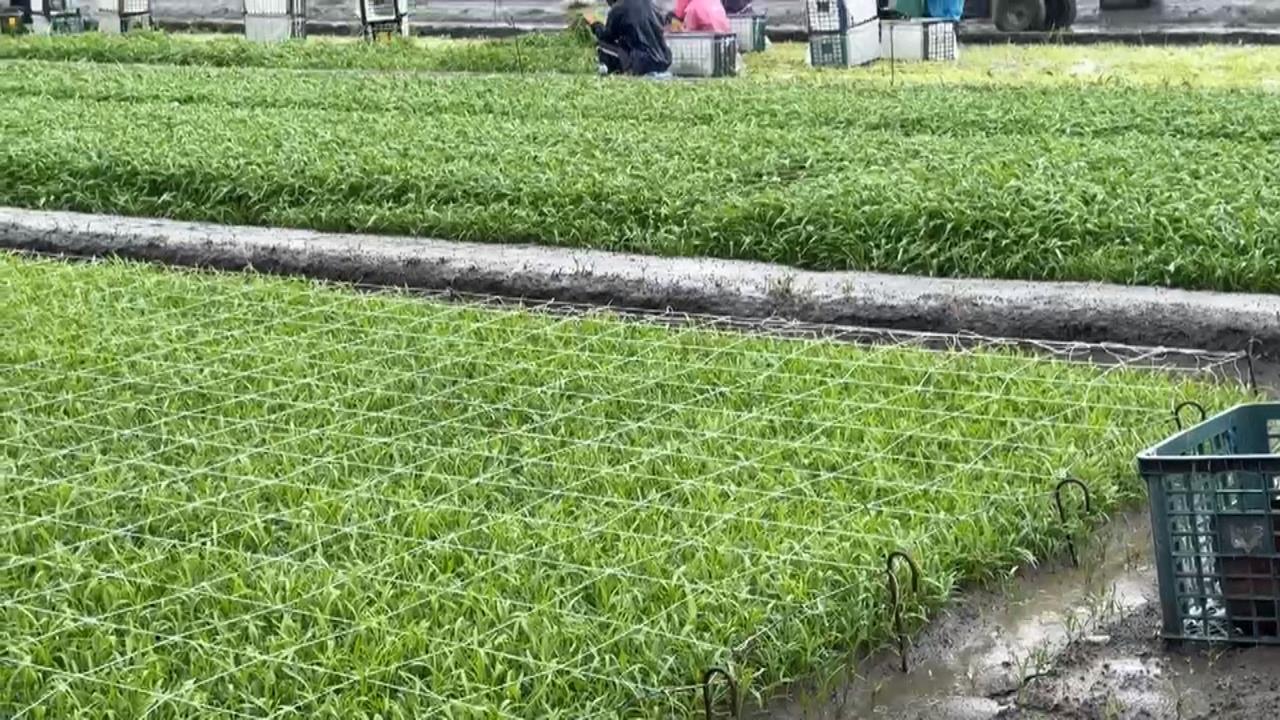 豪雨狂炸衝擊雲林空心菜.文蛤　農民緊急搶收心血