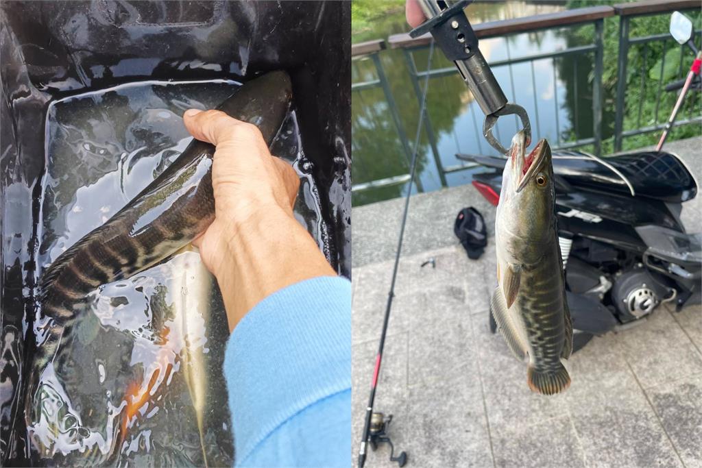 日月潭龍鳳宮水域魚虎出入頻繁！ 釣友驚呼：幼魚長成「巨嬰級」體型