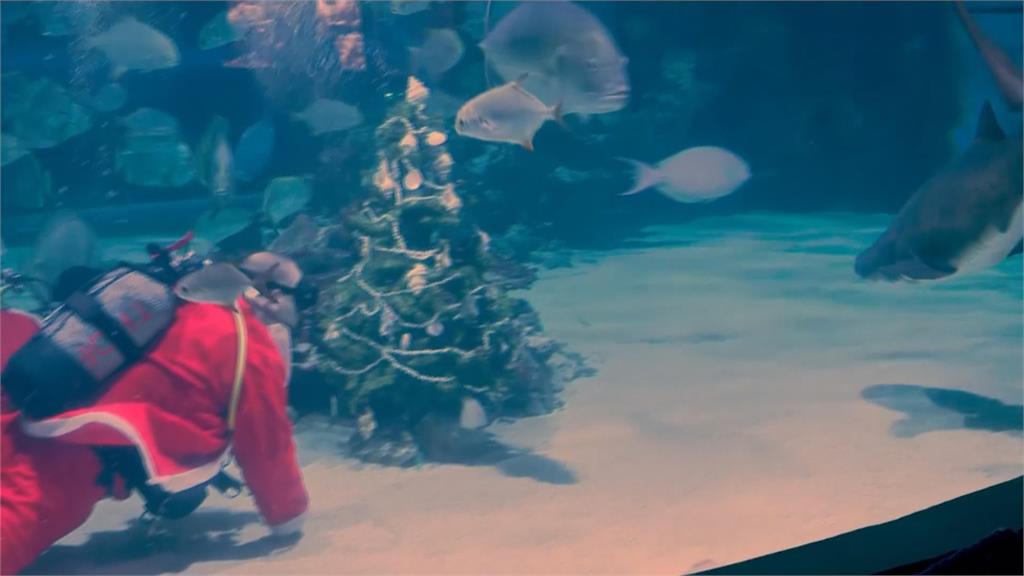 耶誕老公公不走煙囪潛水裡　水族館「水中耶誕樹」遊客驚艷