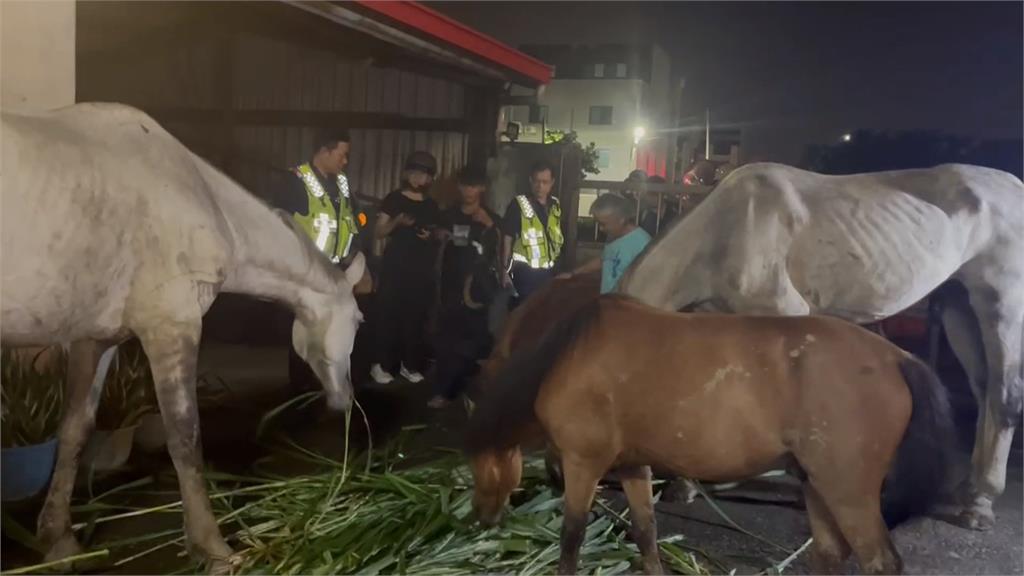 員工下班忘關門！　台中驚見「四馬逛大街」吃草