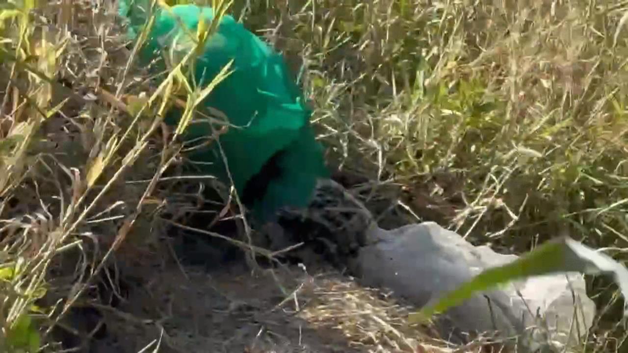 苗栗一家四口遇虎頭蜂攻擊 6旬男20多處螫傷"過敏休克"