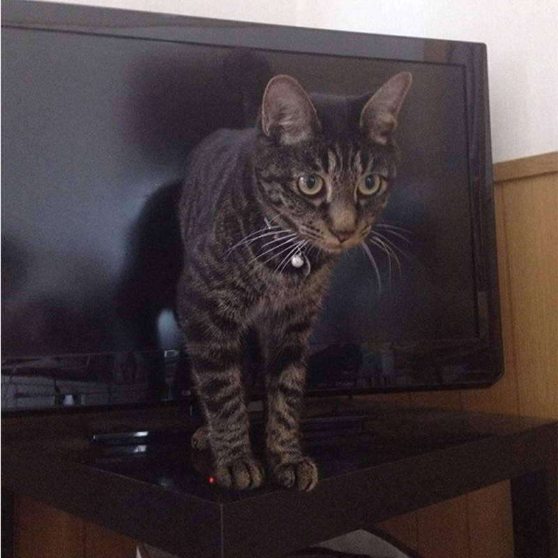 《貓咪與電視的奇蹟角度》貓咪從電視機裡爬出來啦 ❤