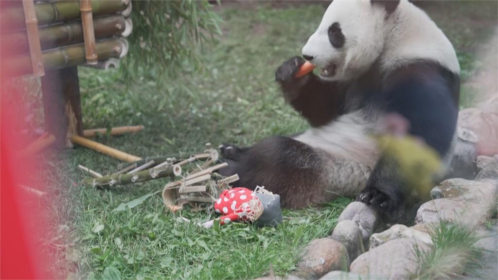 首隻在俄羅斯出生貓熊！　動物園慶「喀秋莎」2歲生日
