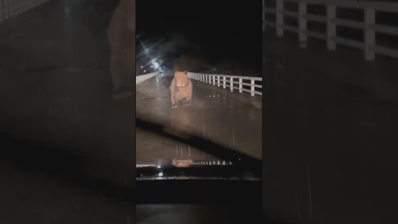 山中食物短缺、下山覓食！　日本「人熊大戰」開打