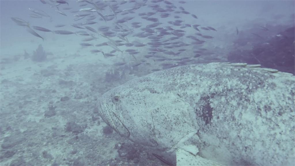 保育30多年數量大增　潛水客與伊氏石斑魚共游　畫面難得