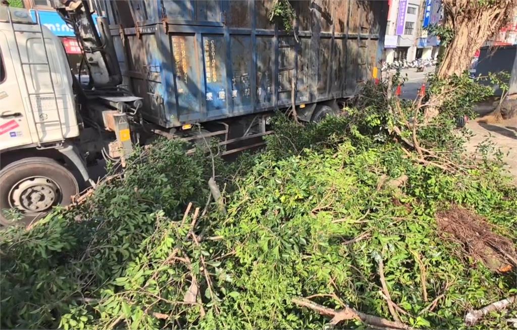 基隆修剪路樹"鷺鷥被抄家" 動保所:雛鳥安置後視情況野放