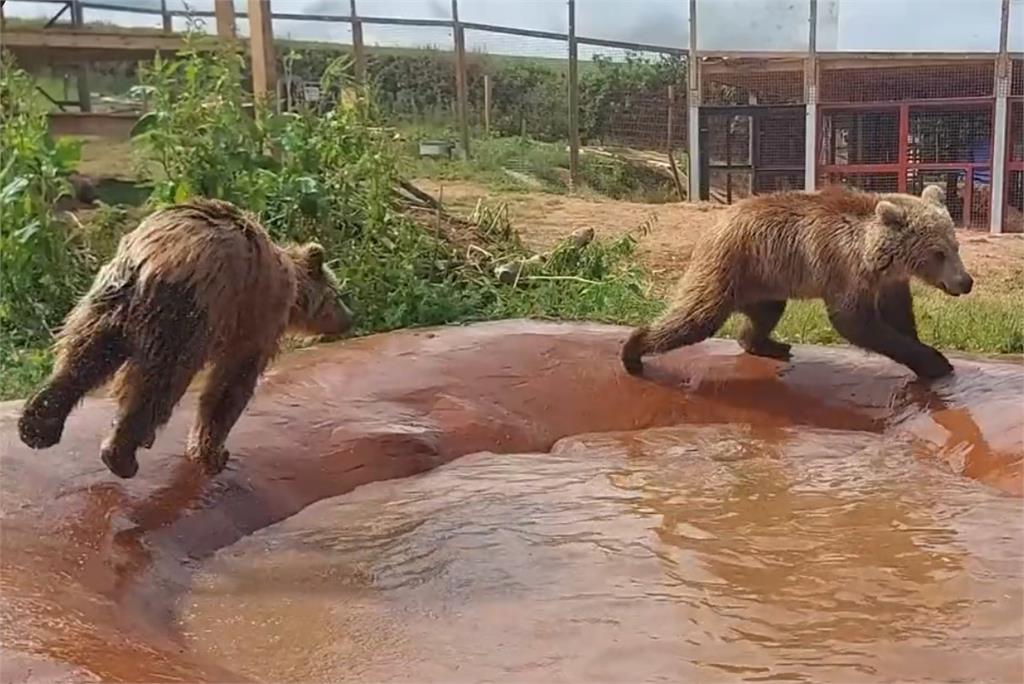 快新聞／維尼是你？英國動物園2棕熊「越獄狂吃蜂蜜」　幸無人熊受傷