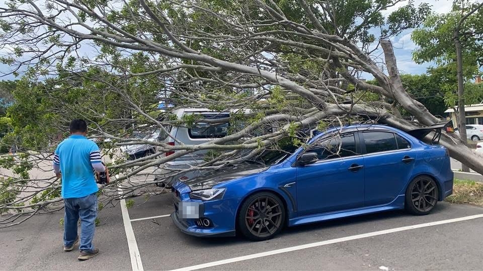 快新聞／楊柳颱風來襲！　苗栗停車場瞬間變「災區」樹倒5輛車遭殃