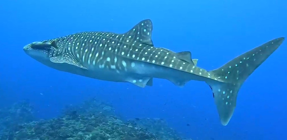 綠島雞仔礁海域保育類鯨鯊現蹤　人魚共游10分鐘