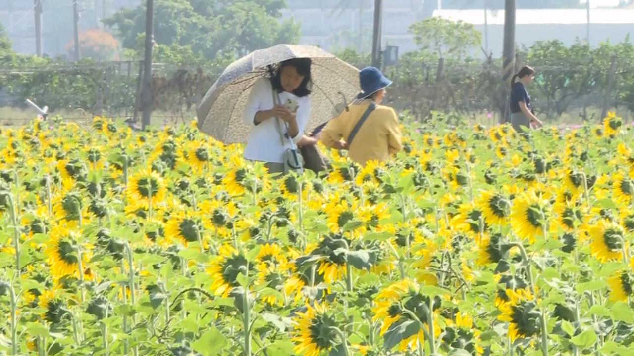 夢幻美景結合特色市集 嘉義花海生活節浪漫登場
