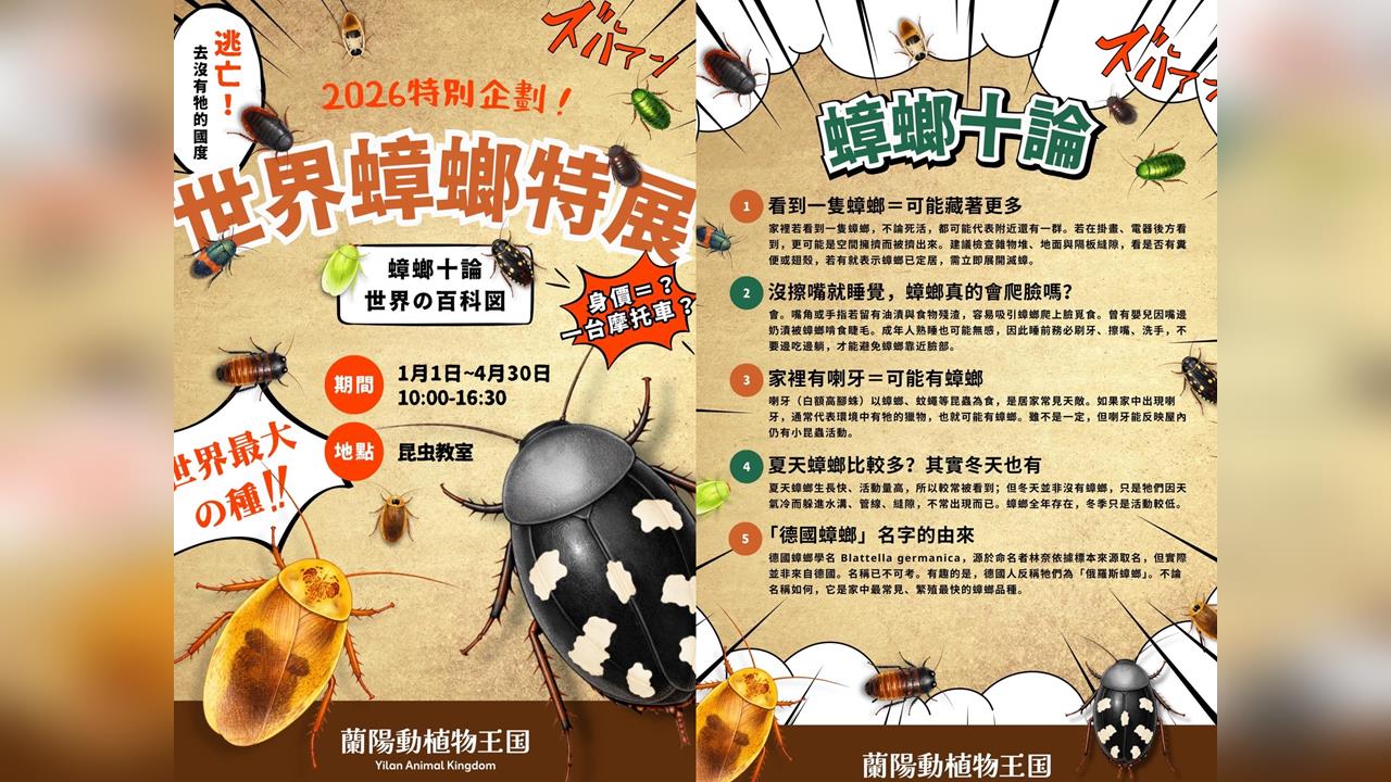 蘭陽植物王國推出「世界蟑螂特展」　網嚇壞喊：聽見媽媽的尖叫聲！