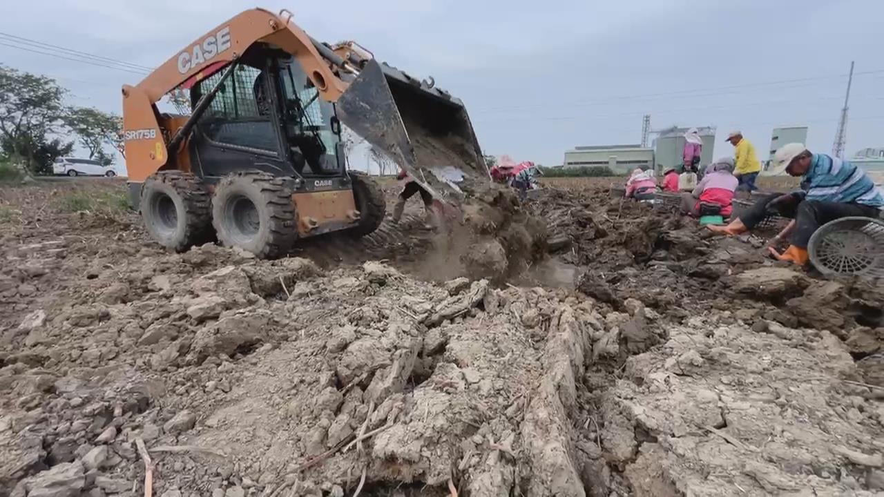 颱風侵襲害「蓮子採收剩四成」　白河區將辦活動拯救災後商機