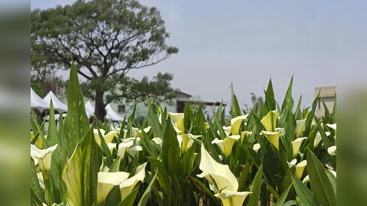 桃園海芋季明登場!//6萬5千多株繽紛海芋美不勝收