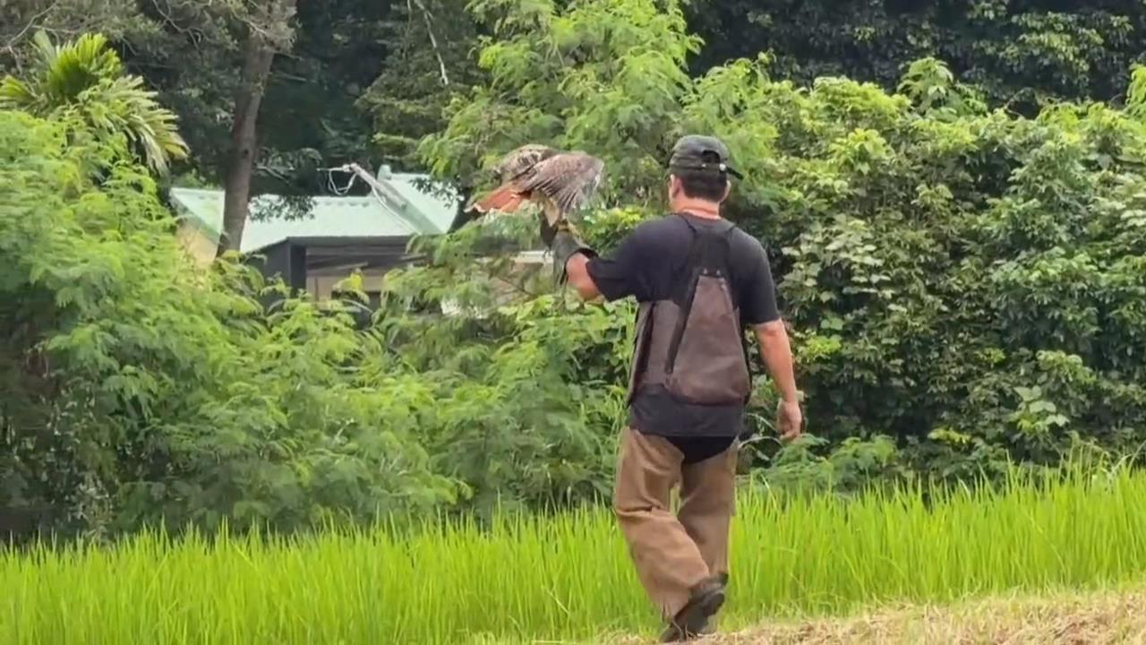 友善驅鳥師　訓練猛禽改變活動範圍、溫和方式驅離農地