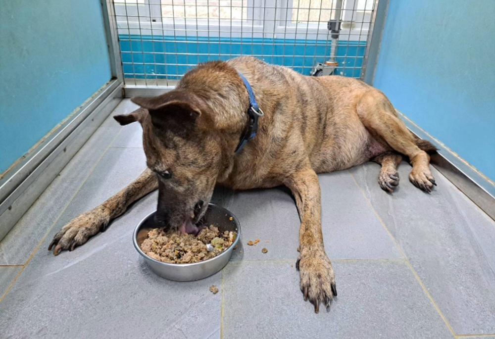 毛寶貝也會糖尿病 新北動保處籲定期檢查血糖與尿液