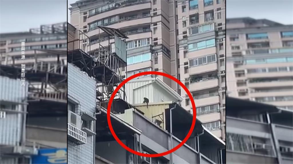 台灣獼猴群入侵高雄住宅區　囂張爬屋頂、爽吃霸王餐