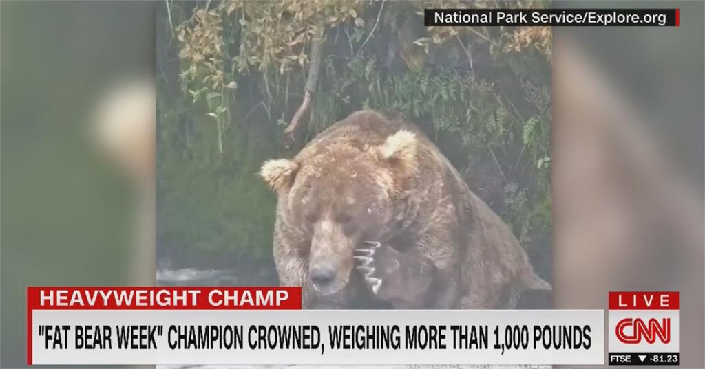 阿拉斯加最肥胖棕熊 「480歐提斯」四度稱王