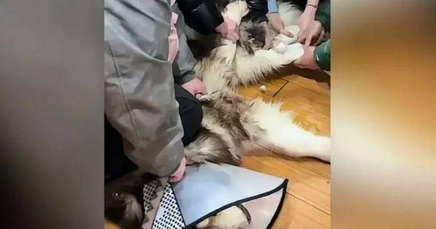 阿拉斯加犬狂咬人！70歲老父重傷送醫　她忍悲「安樂死」慘遭炎上