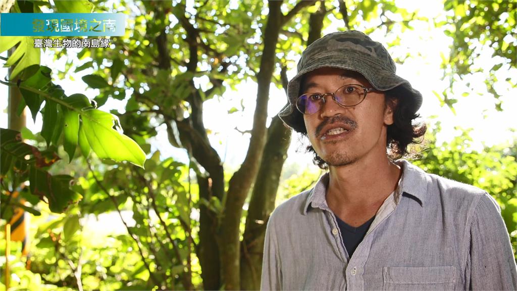 大自然的瑰寶！他探訪蘭嶼研究「球背象鼻蟲」　堅硬外殼堪稱全球第一