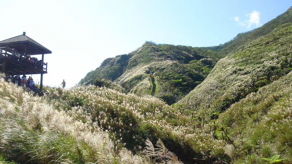 秋日小旅行漫步享受美景　2024草嶺古道芒花季11/2登場