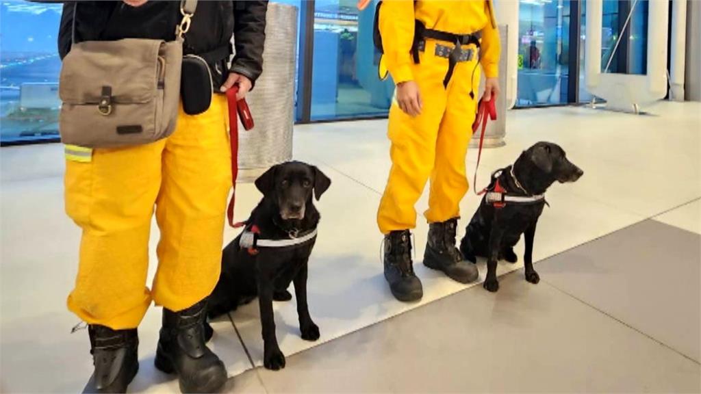 台中「汪英雄」擁國際搜救犬組織最高級認證　搭商務艙飛土耳其救災