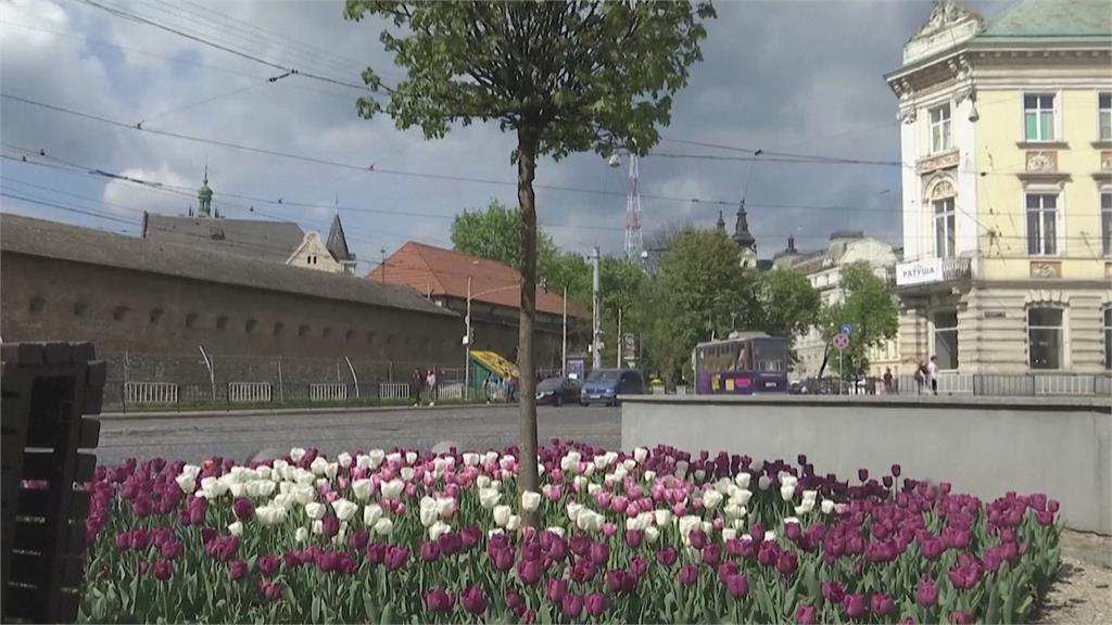 荷蘭去年捐贈10萬顆鬱金香球根　烏克蘭大城利維夫如今花團錦簇...忘卻戰火