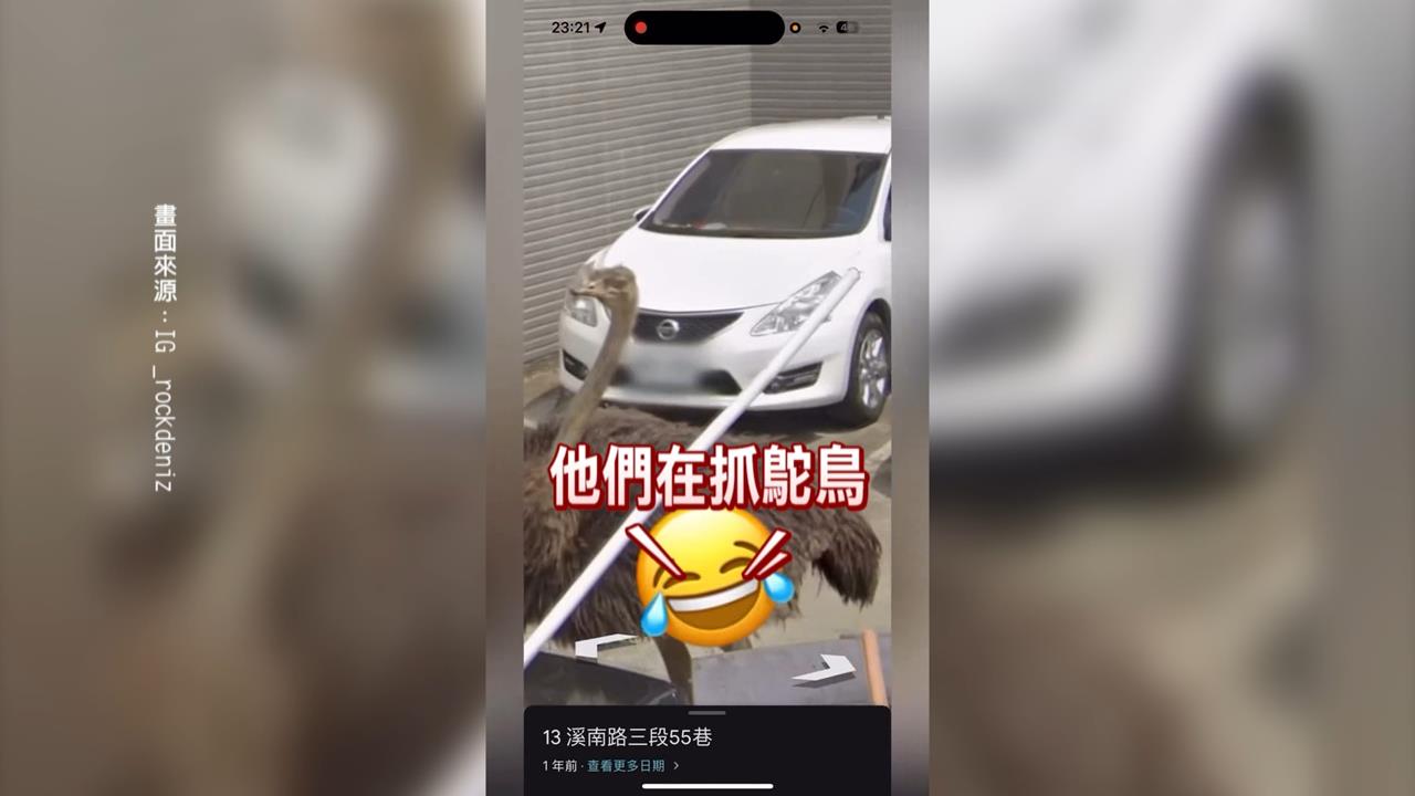 笑翻!查地址竟在街景看到「鴕鳥」 昔逛大街鴕鳥再登版面