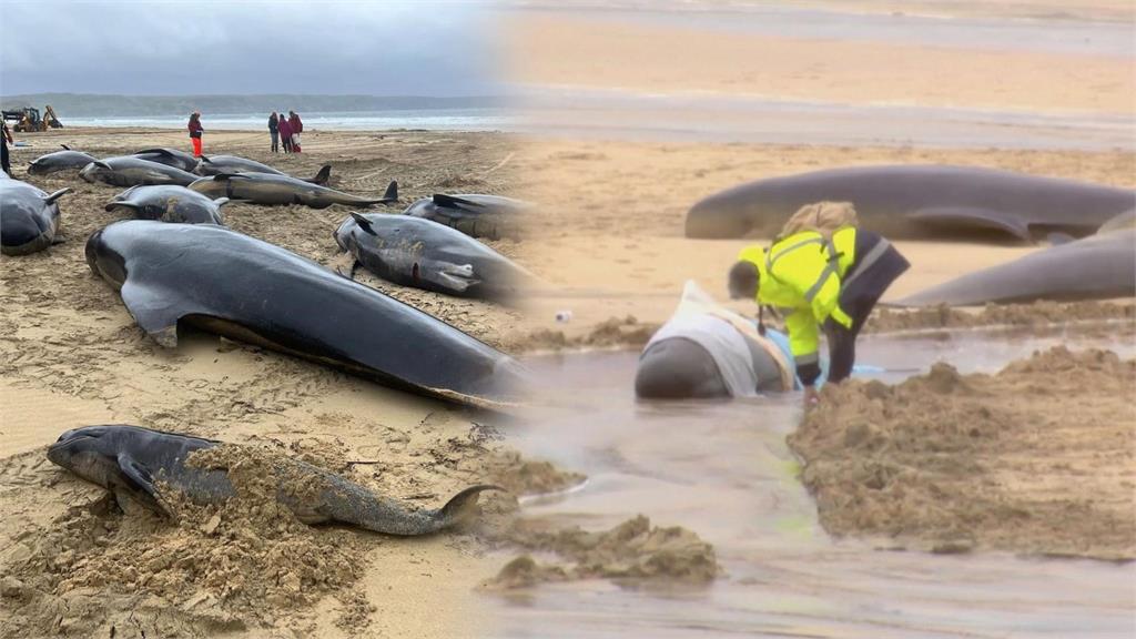 蘇格蘭驚見領航鯨大規模擱淺　逾50頭喪命震撼畫面曝