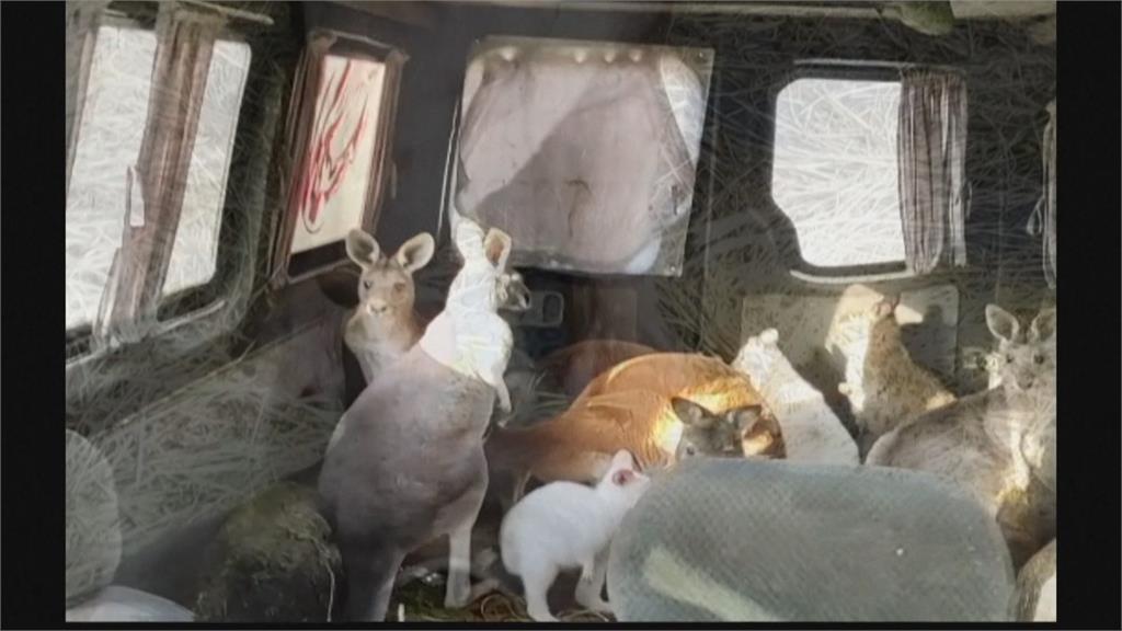 不忍動物挨餓留守！ 動物園2員工被俄軍擊斃