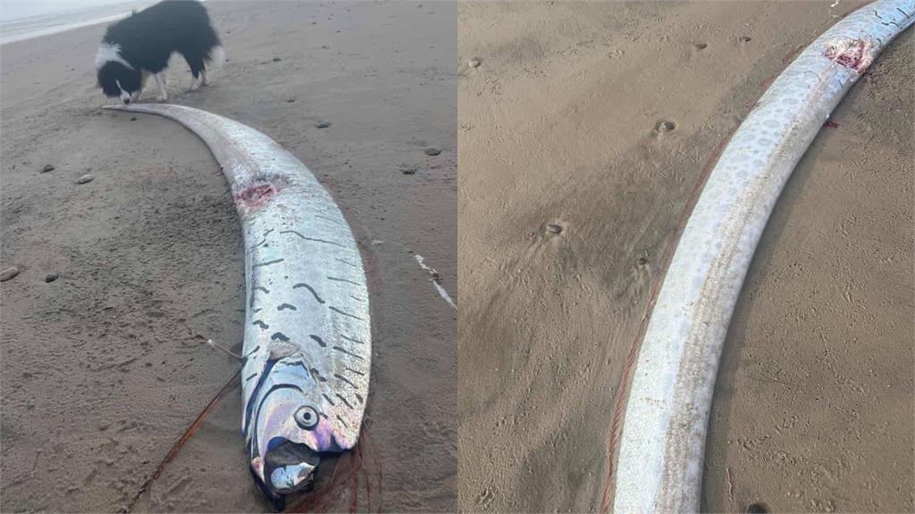 大地震前兆？澳海邊驚見「2.7M巨型地震魚」網憂心：世界末日將至