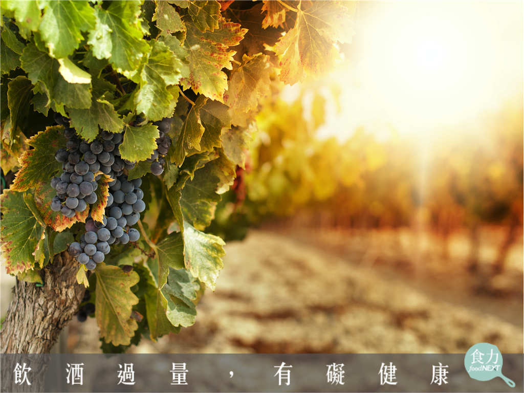 極端氣候威脅釀酒葡萄生存！西班牙「Torres」復育被遺忘的抗旱古老葡萄品種！