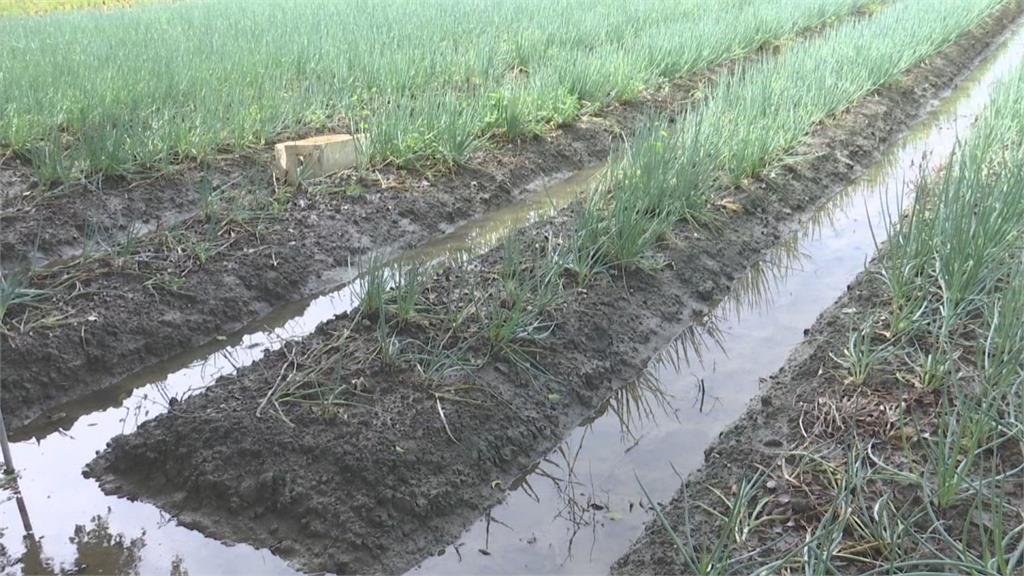 暴雨蔥田全泡水　蔥農欲哭無淚：太陽出來就爛掉