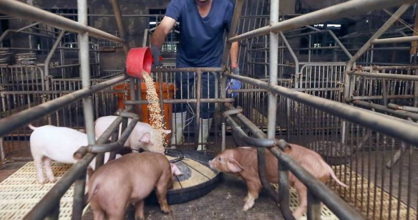 非洲豬瘟中央疫調出爐!台中養豬場為「單一事件」 疑似病毒來源曝光